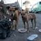 Querétaro: Detienen a desalmado sujeto que pretendía abandonar a sus 3 perritos en la calle