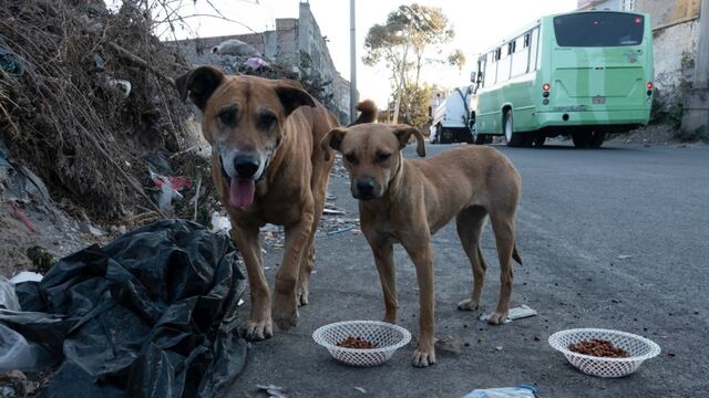 Desalmada directora de secundaria en Yucatán ordenó envenenar a 7 perros