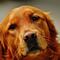 ¿Qué colores pueden ver las mascotas? Expertos lo explican
