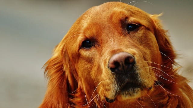 Perro golden retriever