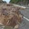 Se desprende talud sobre la Autopista Siglo 21 por huracán ‘Enrique’ en Michoacán