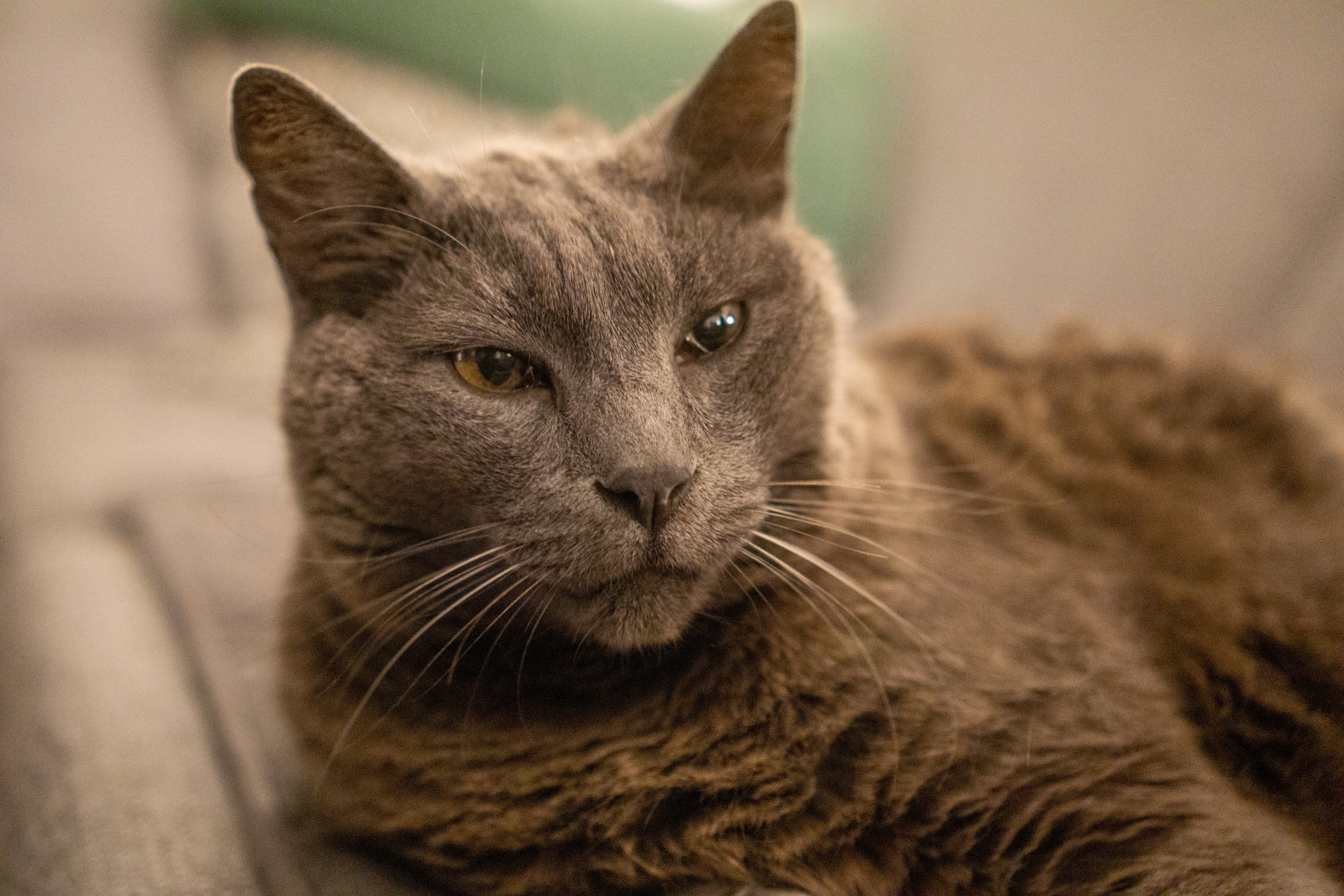 Raza de gato chartreux
