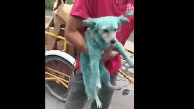 Pintan perros de verde