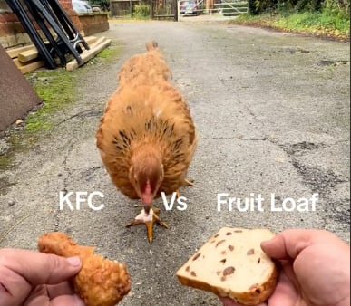 gallina caníbal