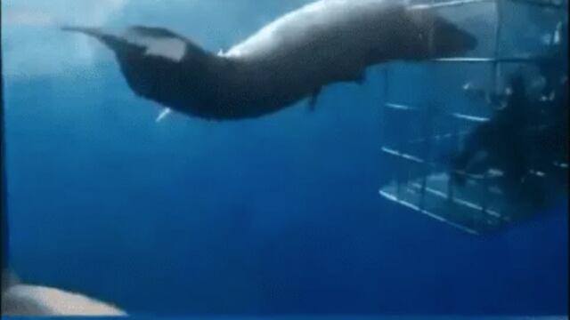 Piden castigar a los responsables del diseño de la jaula