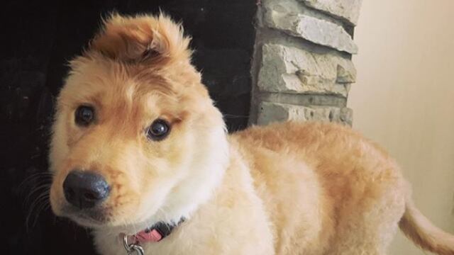 Rey, una golden retriever.