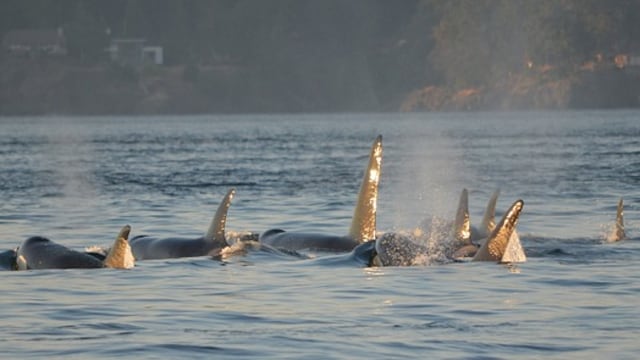 Orcas asesinas