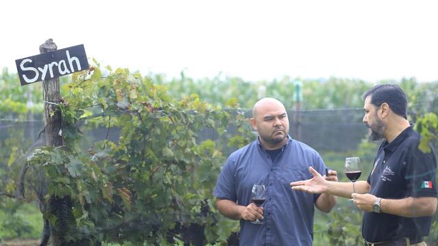 Meseta del Cielo, el nuevo viñedo de Nayarit