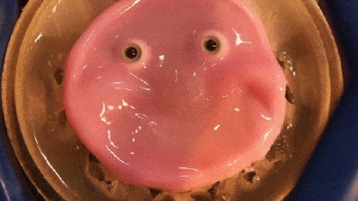 ¿Robot que sonríe con piel ‘viva’? Ya es una realidad gracias a células humanas (VIDEO)