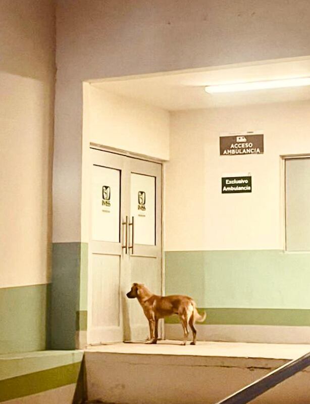 Perro 'Palomo', encontró a su dueño desaparecido