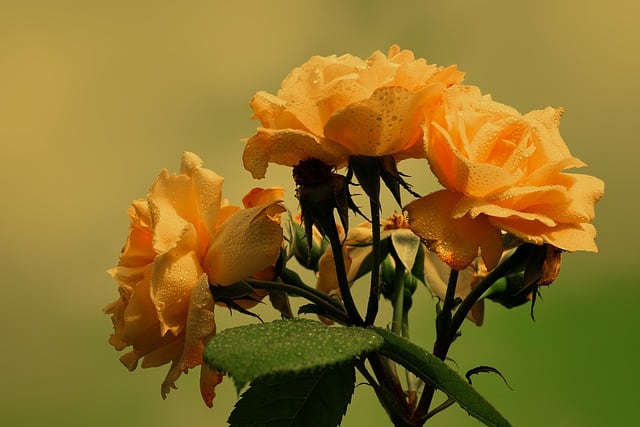 Flores amarillas