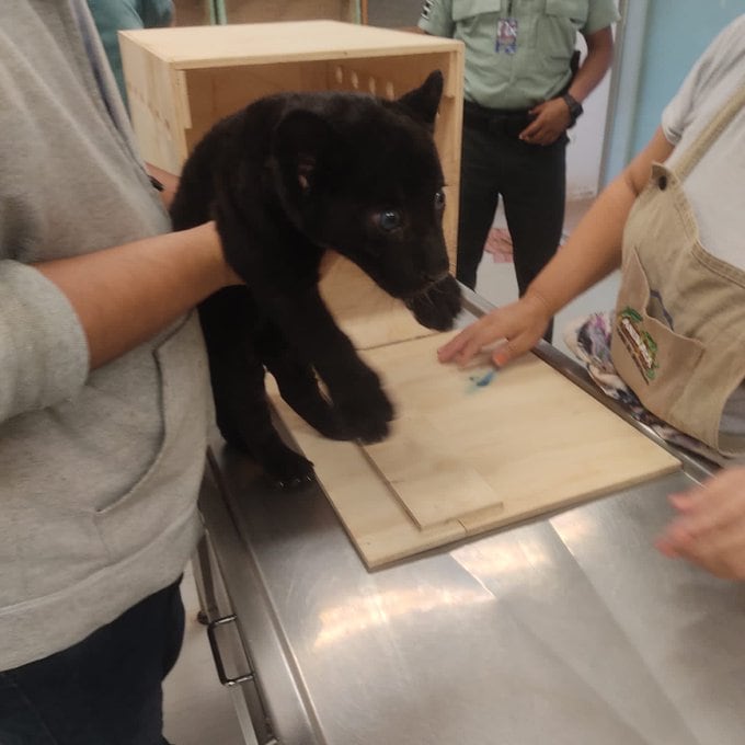Jaguar cachorro resguardado por la Profepa
