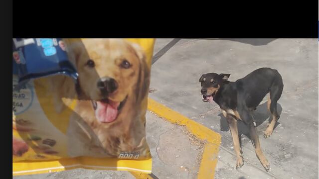 No podía dejar de saltar y mover la cola.