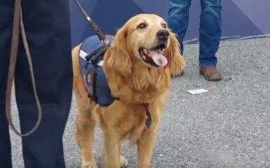 Sky, perrita de la policía de Saltillo
