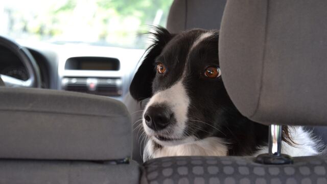 Un perro lleva sin querer el auto de su dueño directo al estanque