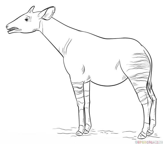 Okapi dibujo Día Mundial del Okapi