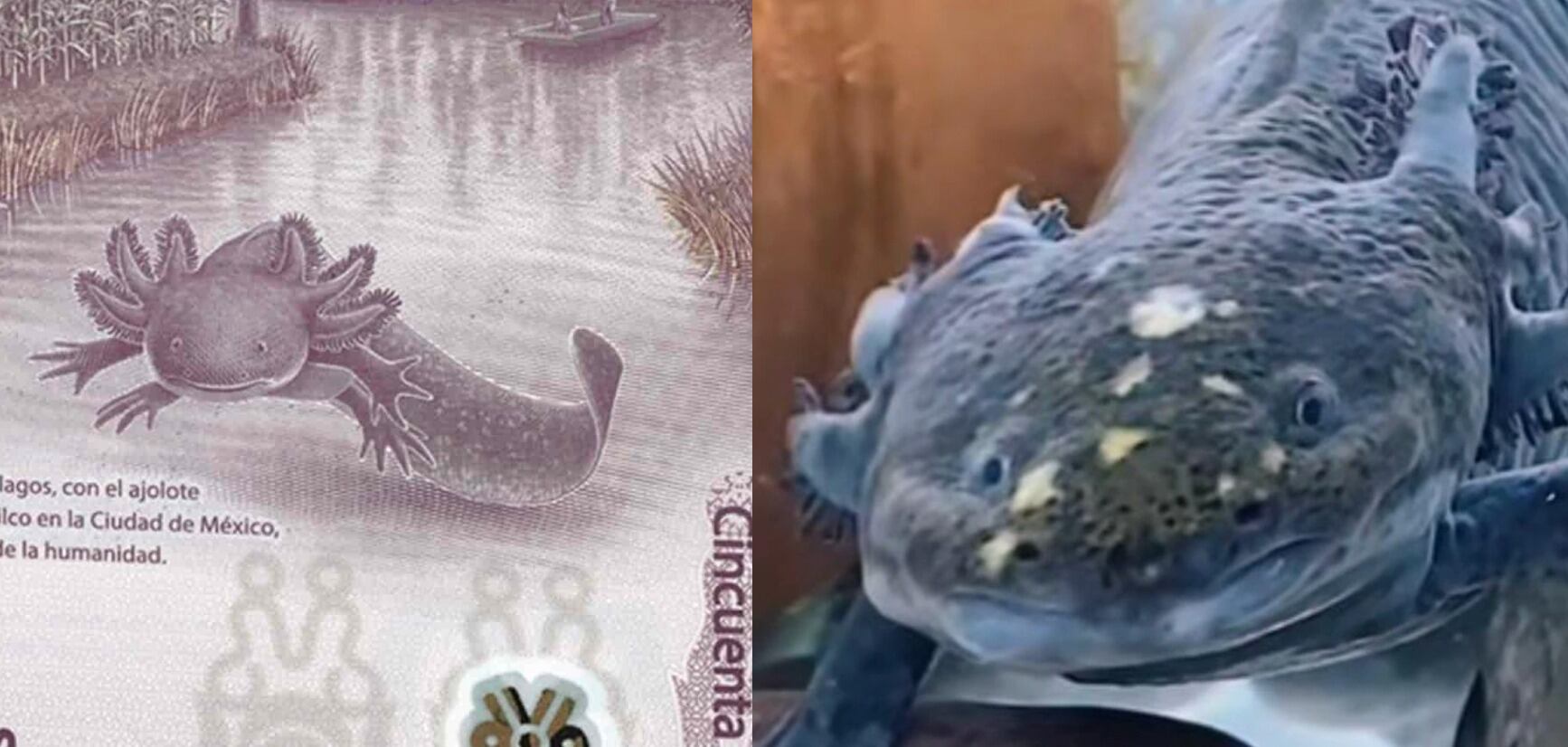 ‘Gorda’, el ajolote que aparece en el billete de 50 pesos