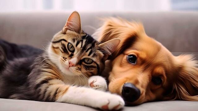 ¿Los animales tienen emociones? Una escena en Intensamente lo representa en perros y gatos