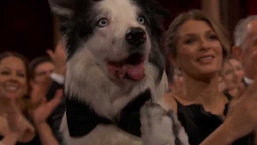 ¿Las patitas de Messi fueron reales en Premios Oscar 2024? Un video expone la verdad del perro actor de Anatomía de una caída