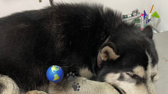 Rolo, husky de 8 meses atropellado por policías de Edomex