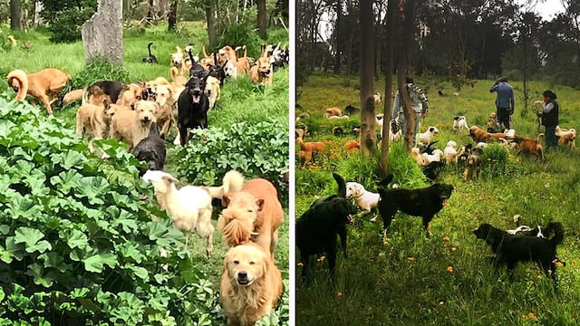 Refugio Franciscano denuncia desalojo que pone en riesgo a más de mil animales rescatados