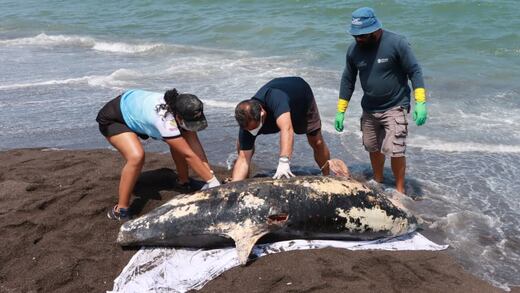 Gobierno de Veracruz rechaza que derrame esté detrás de muerte de delfín