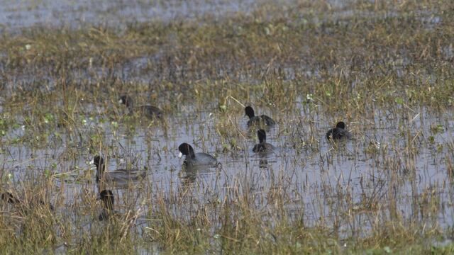 Humedales del Río Lerma