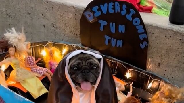 Perrito con disfraz de monja de la feria