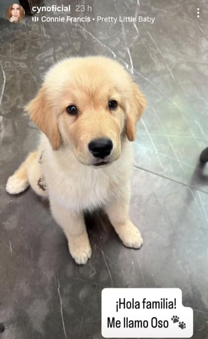 Oso, la nueva mascota de Carlos Rivera