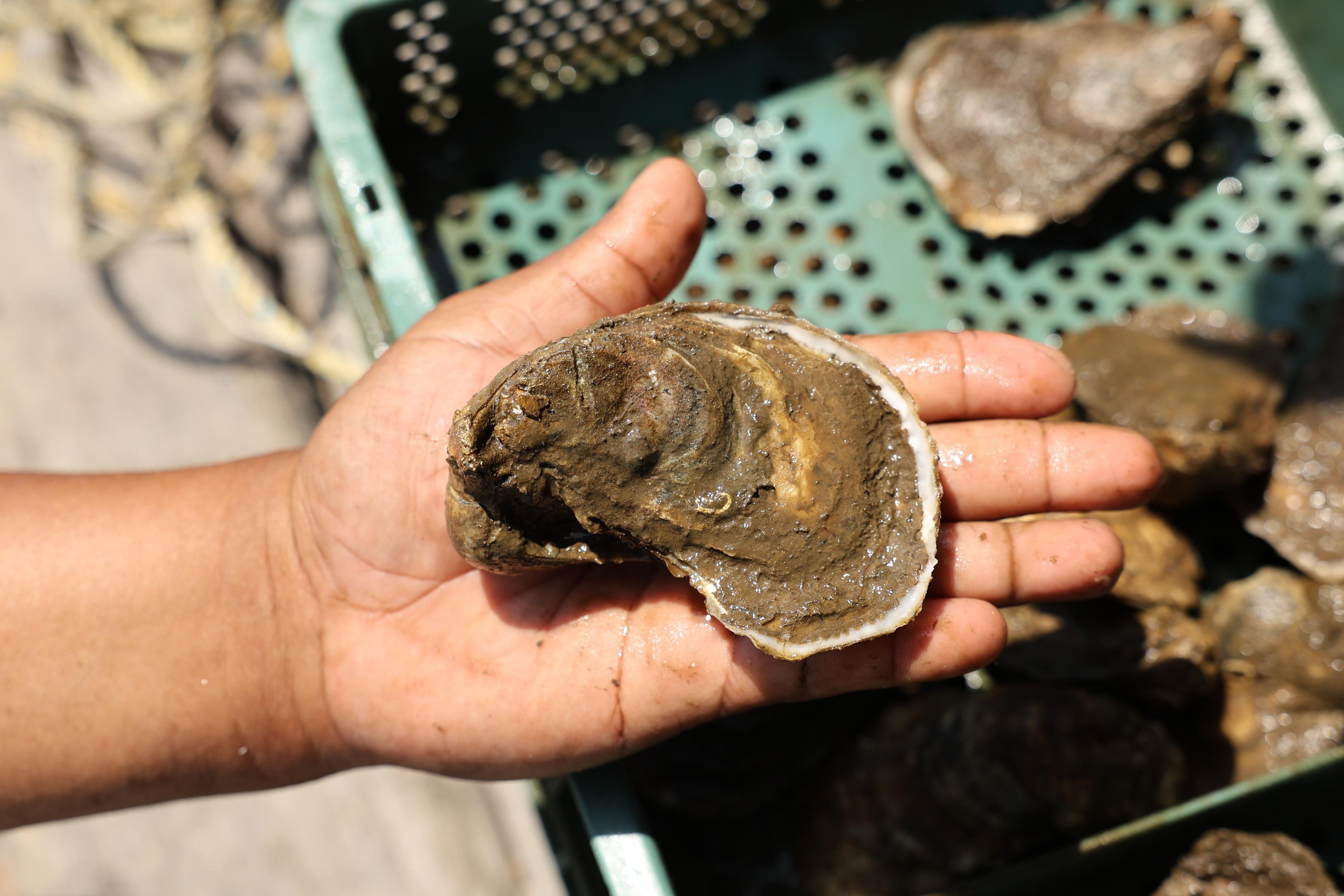 Gobiernos federal y estatal confirmaron condiciones normales en el sistema lagunar de Paraíso