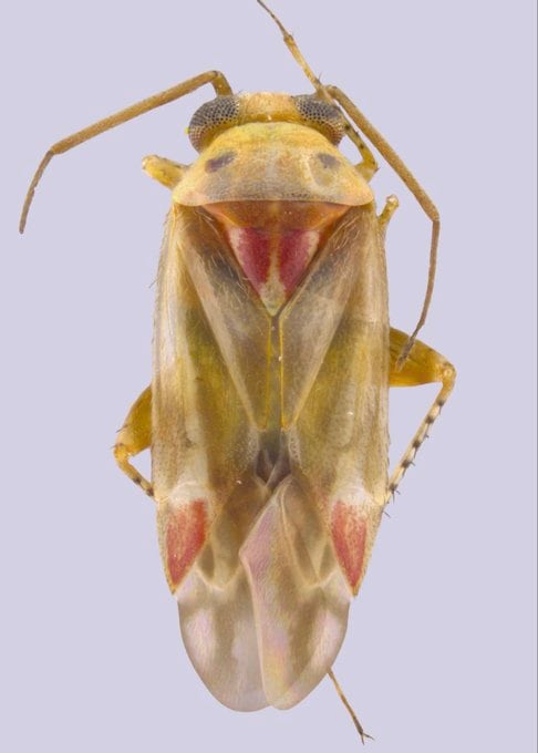 Investigadores bautizan Swiftiephylus a un género de insectos en honor a Taylor Swift y sus fans