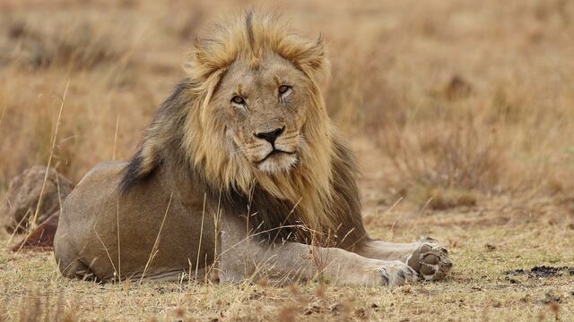 Leones africanos a un paso de la extinción