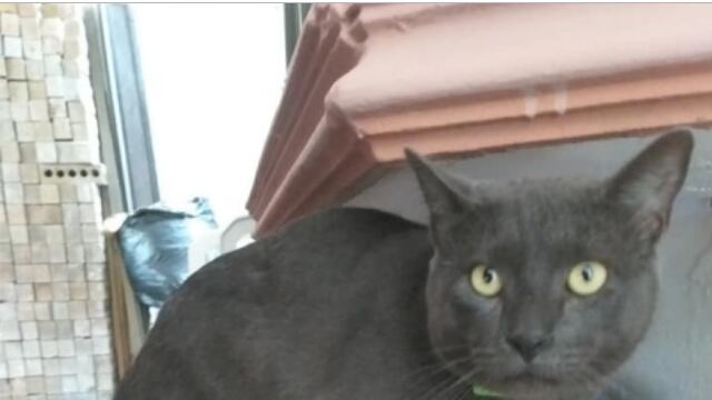 Este es "Pixi", el gato "infiel"