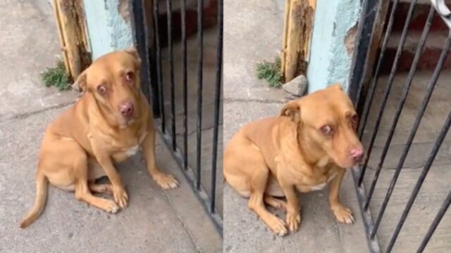 Perrito regañado en TikTok