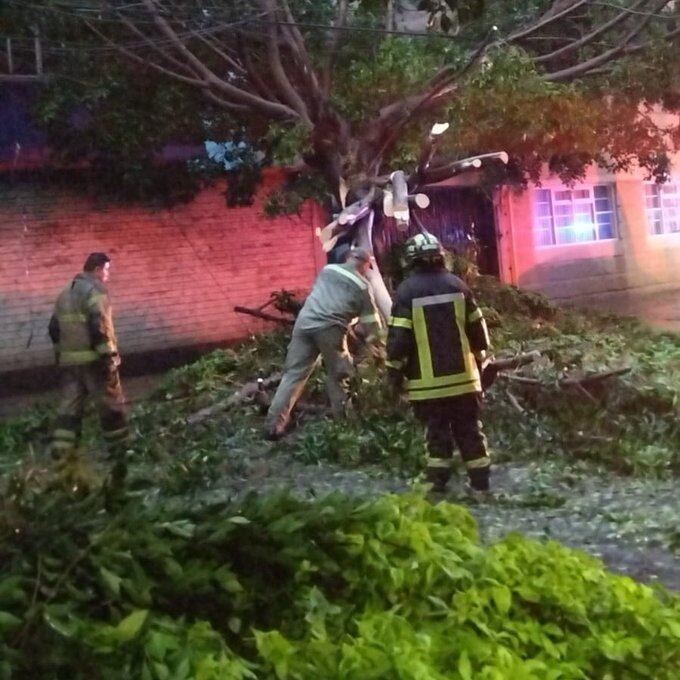 Árbol caído por lluvias en CDMX
