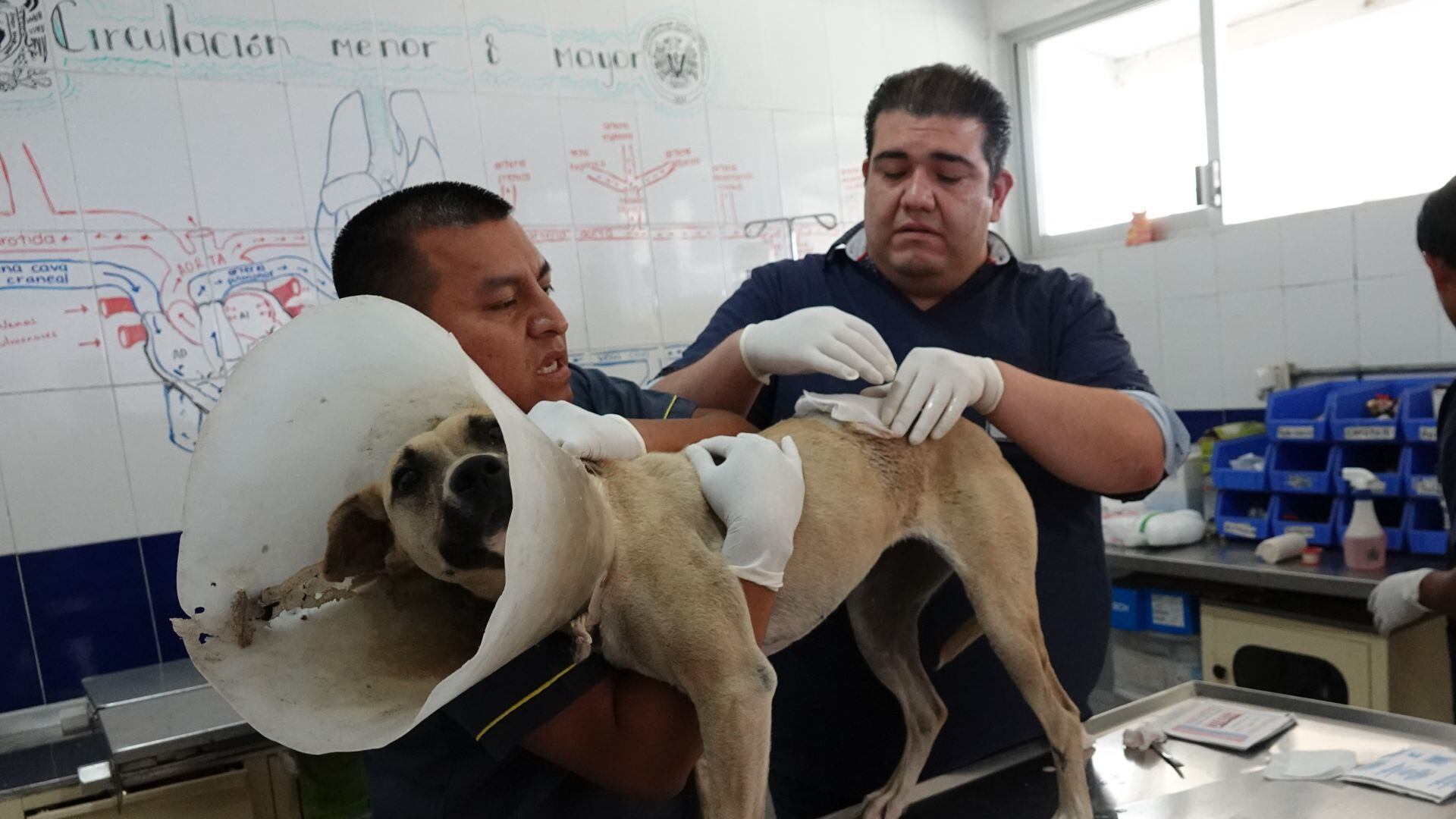 Vida de perros