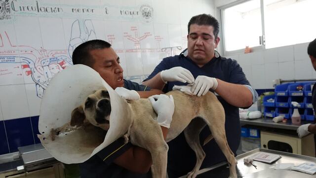 Veterinario atiende a perro.