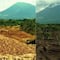 Hace 30 años enterraron miles de toneladas de cáscaras de naranja y el resultado sorprende