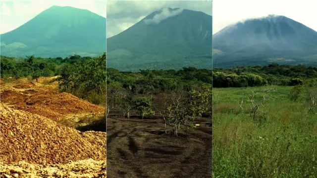 Hace 30 años enterraron miles de toneladas de cáscaras de naranja y el resultado sorprende