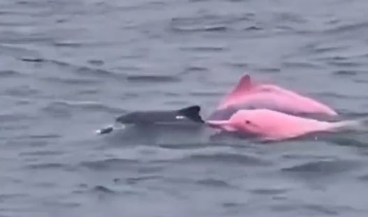 Video de un delfín rosa en Omán se vuelve viral: ¿es real?