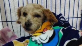 Cereza, la perrita embarazada que sobrevivió a la explosión de pipa en Iztapalapa