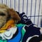 Cereza, la perrita embarazada que sobrevivió a la explosión de pipa en Iztapalapa