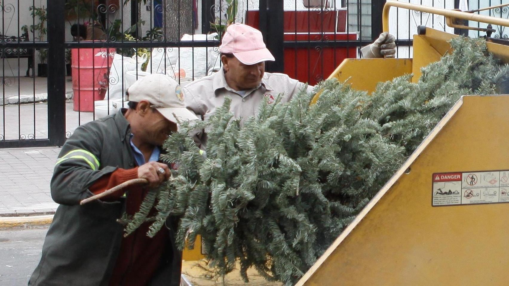 Reciclaje árboles de Navidad