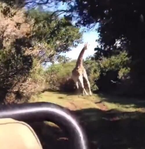 Jirafa aterrorizando a turistas en una persecución