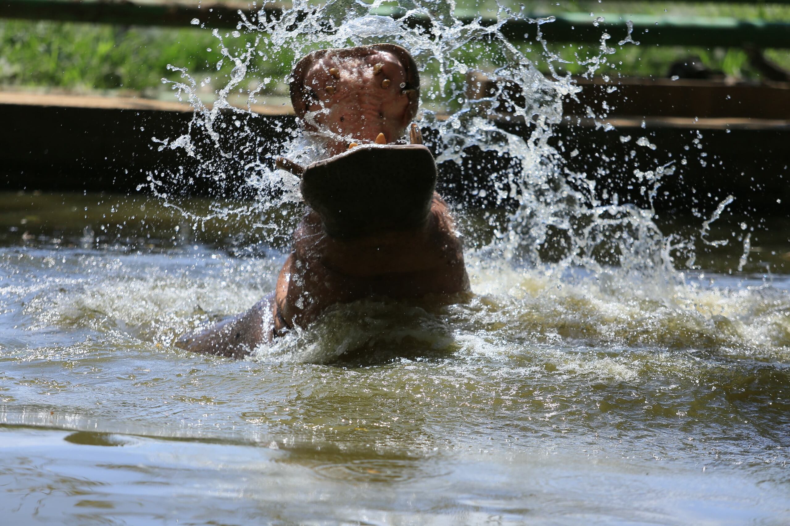 Yumka’ de Tabasco celebra su 32 aniversario