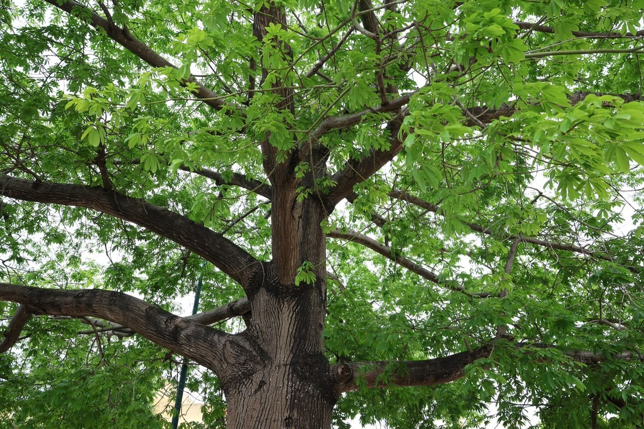 Cancún se coloca dentro de la red internacional "Ciudades Árbol del Mundo".