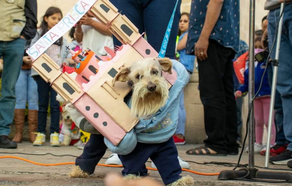 Perrito disfrazado de Santa Prisca