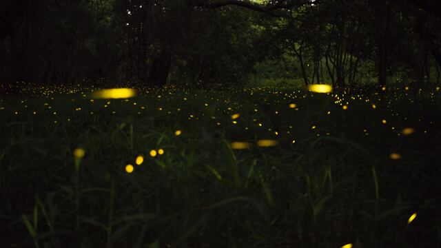 Las luciérnagas en todo el mundo se encuentran en peligro de extinción