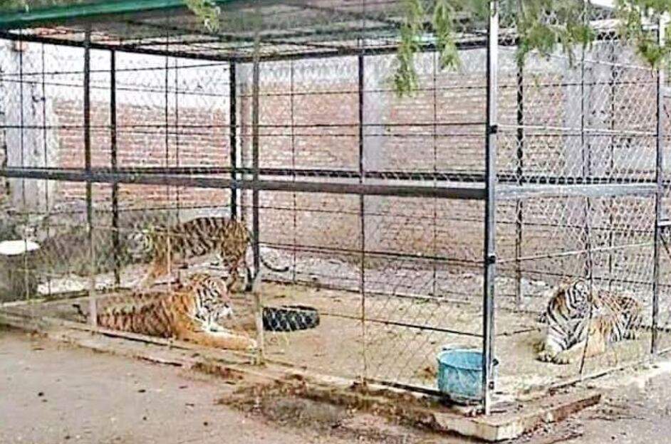 Tigres de bengala mueren de hambre