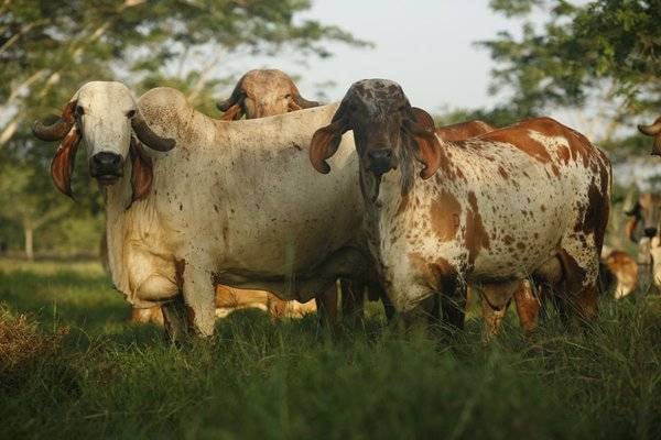 Declaratoria de emergencia nacional por gusano barrenador; esto significa